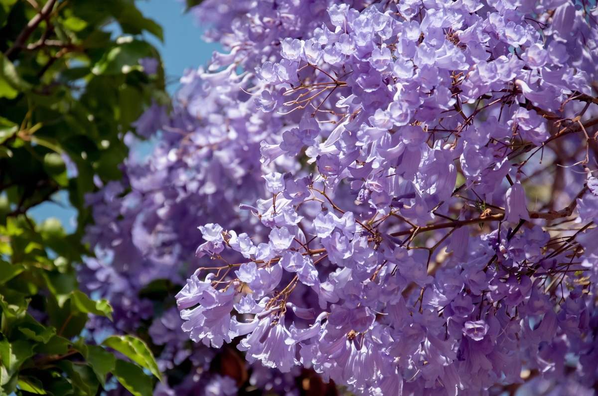 Jacarandas: guía básica
