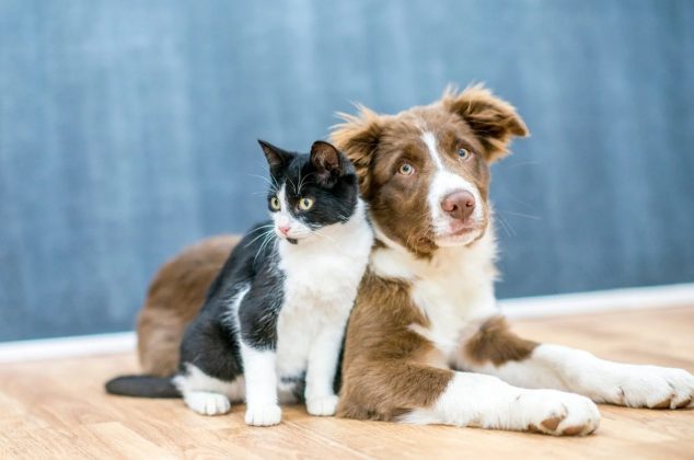 Remedio casero y natural para eliminar pulgas en perros y gatos