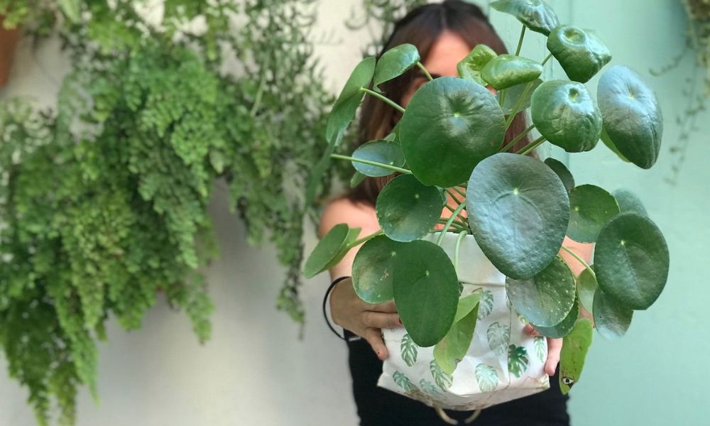 Pilea peperomioides beneficios Feng Shui