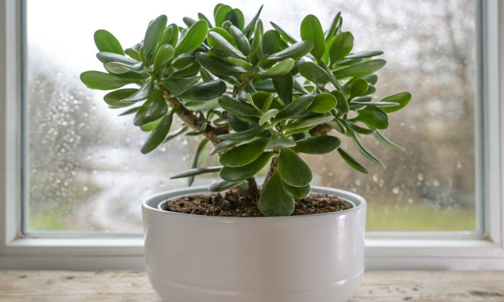 Planta de jade beneficios Feng Shui