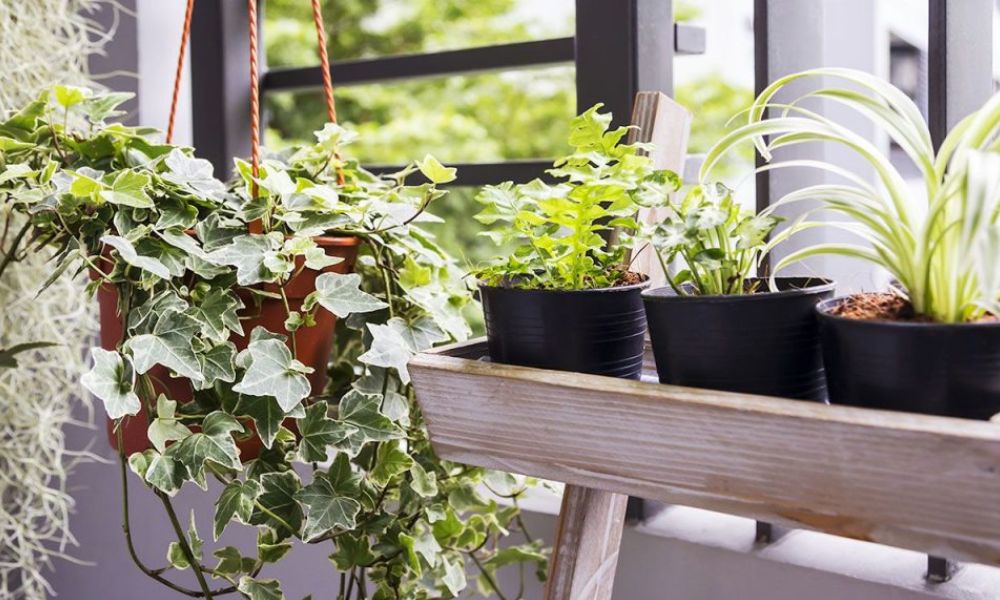 Plantas multa México