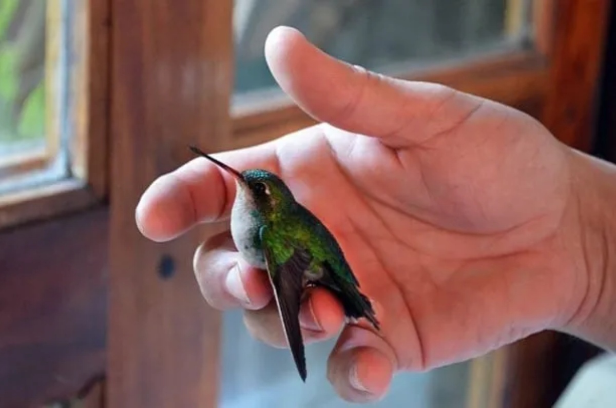 significado de ver colibrí volando en tu casa