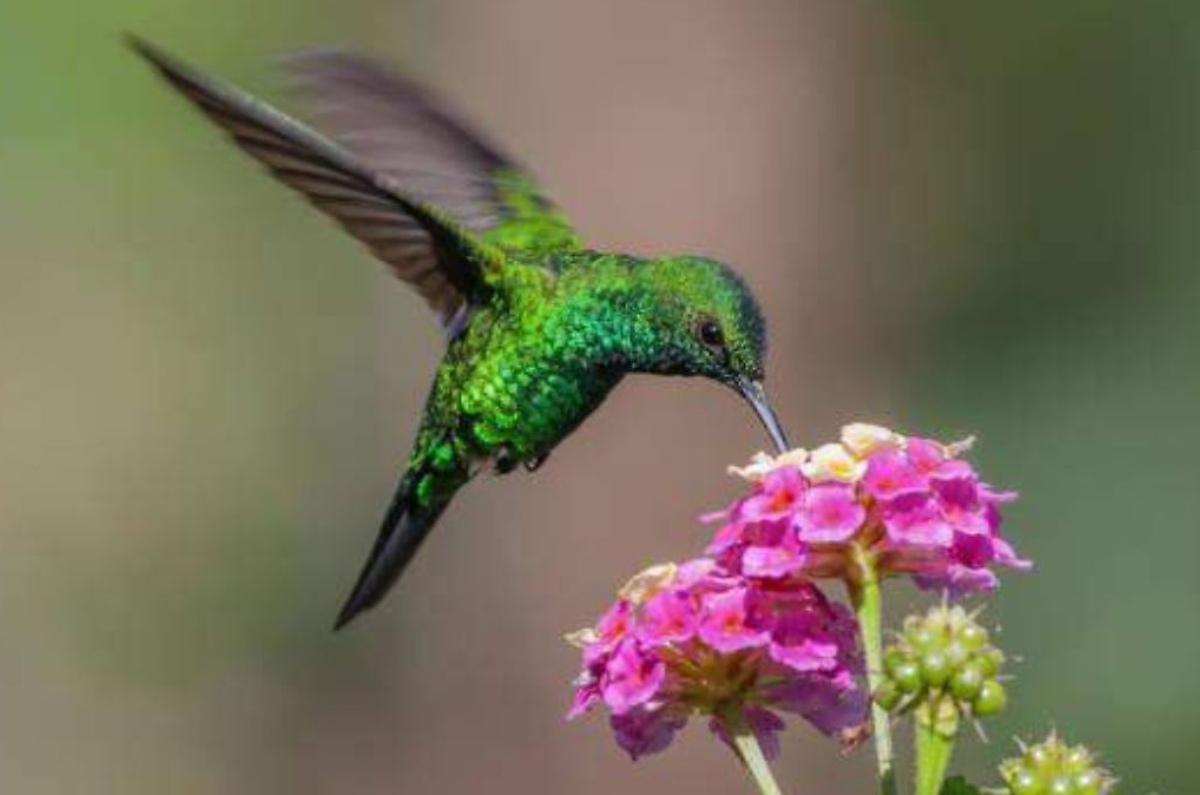 significado de ver colibrí volando en tu casa