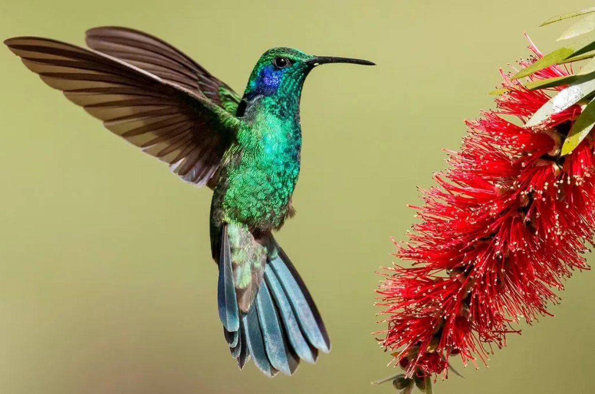 significado de ver colibrí volando en tu casa