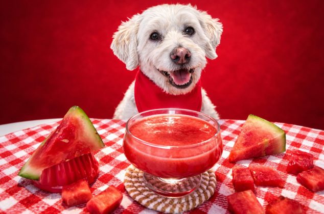 Receta de smoothie de sandía y agua de coco para mascotas