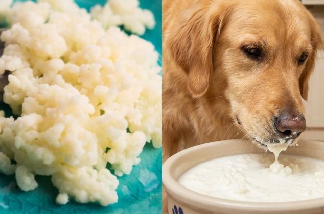 5 poderosos beneficios de los búlgaros de leche en perros y cómo incluirlos en su dieta