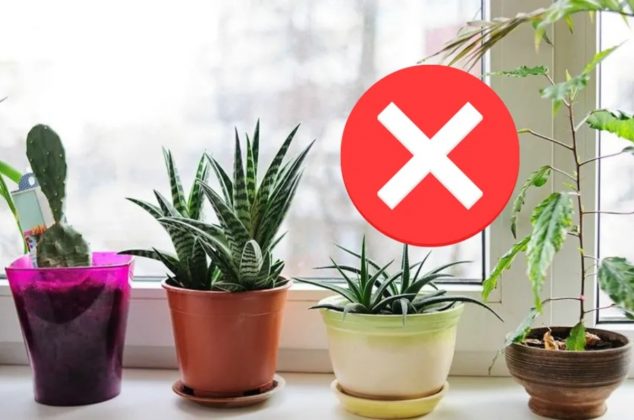 Adiós a las macetas tradicionales, así es la nueva tendencia de 2026 para renovar tu casa