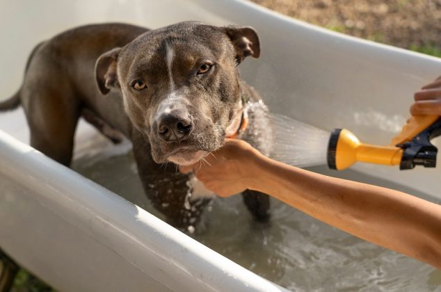 Descubre qué partes del cuerpo de tu perro debes mojar para refrescarlo