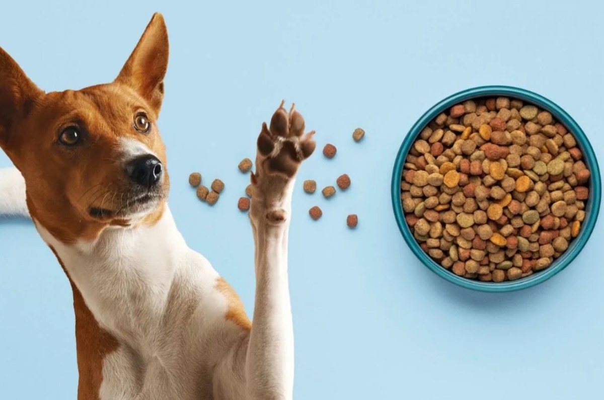 mejores croquetas premium según Profeco 