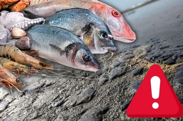 ¿Es seguro comer mariscos? Pescadores advierten por reciente contaminación peligrosa en mares de México