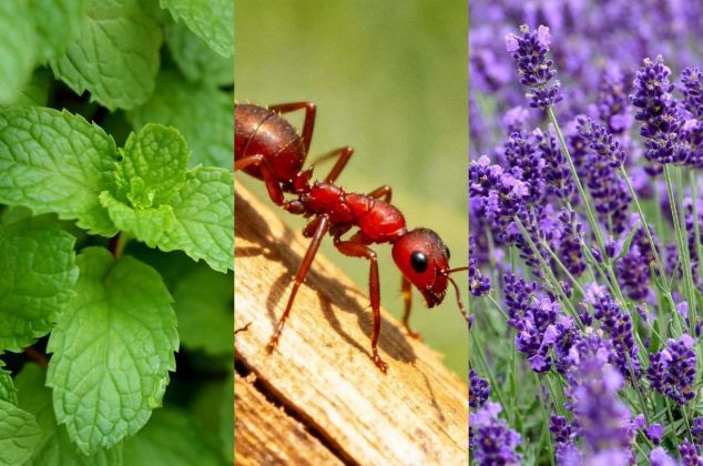 Ni químicos ni veneno: 7 plantas que ayudan a mantener las hormigas lejos de casa