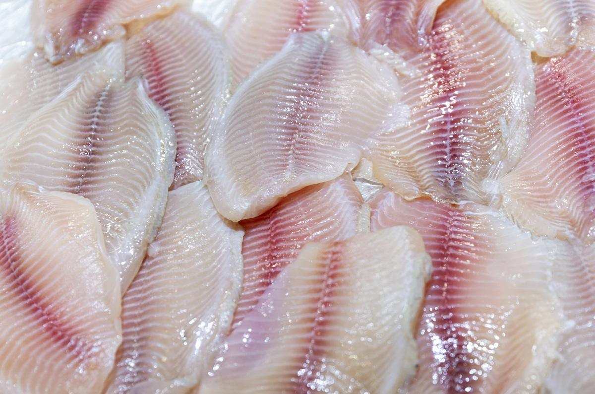 Tilapia 2026: conoce los precios más altos y bajos