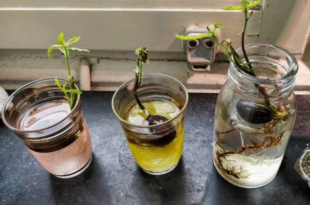 6 semillas de frutas que puedes cultivar en agua