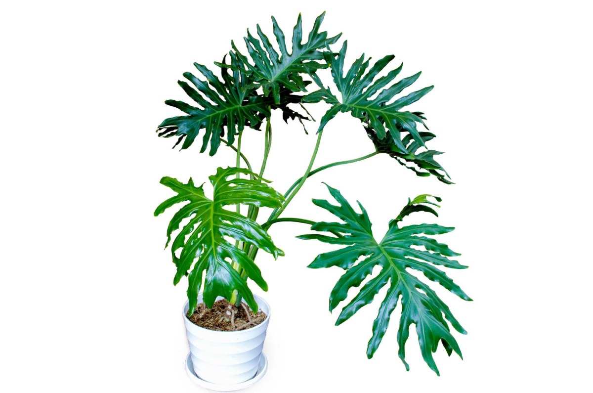 adiós lengua de suegra