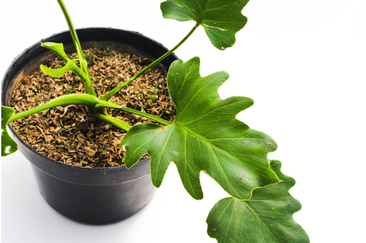 El Philodendron selloum es la planta de interior tendencia