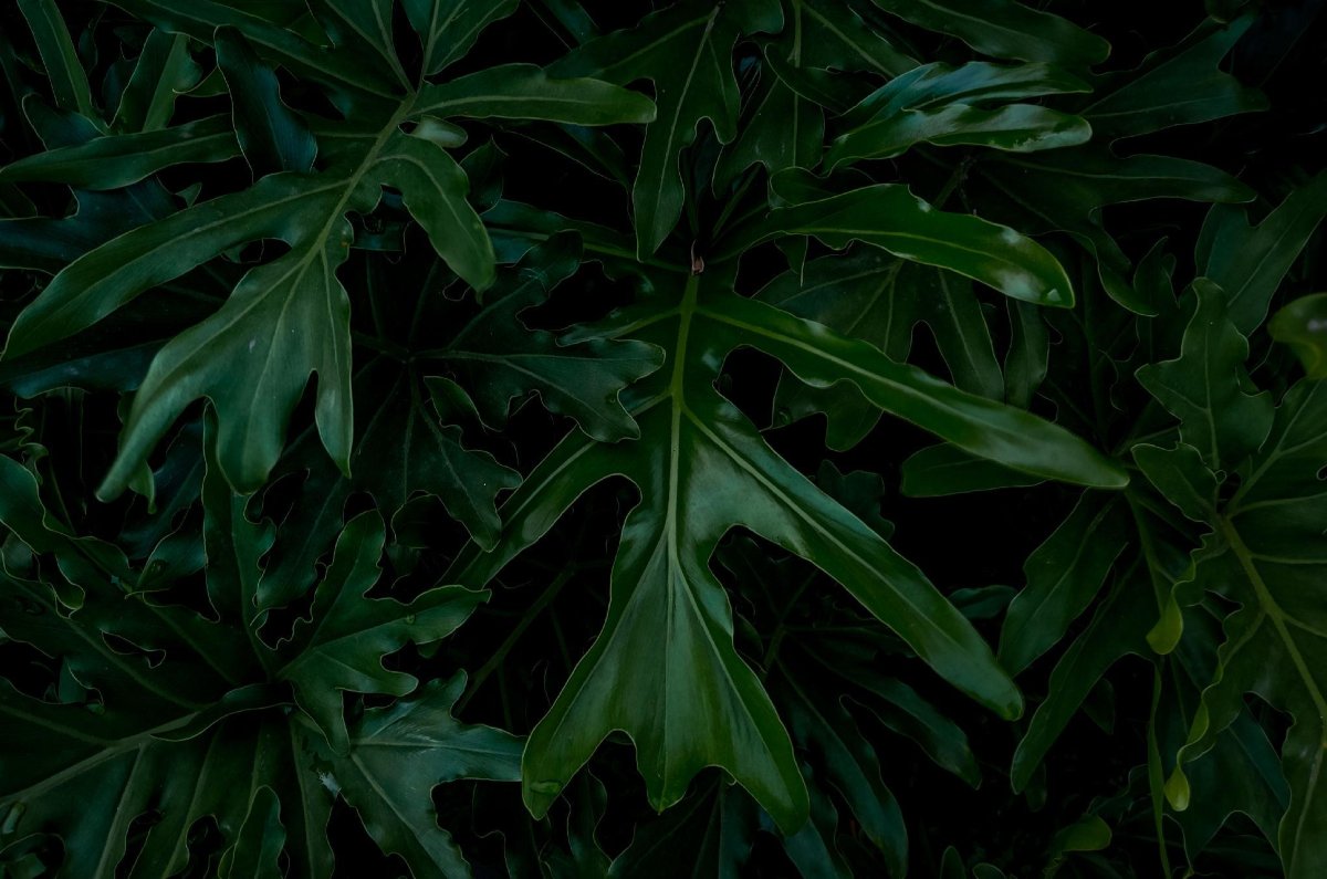 El Philodendron selloum es la planta de interior tendencia