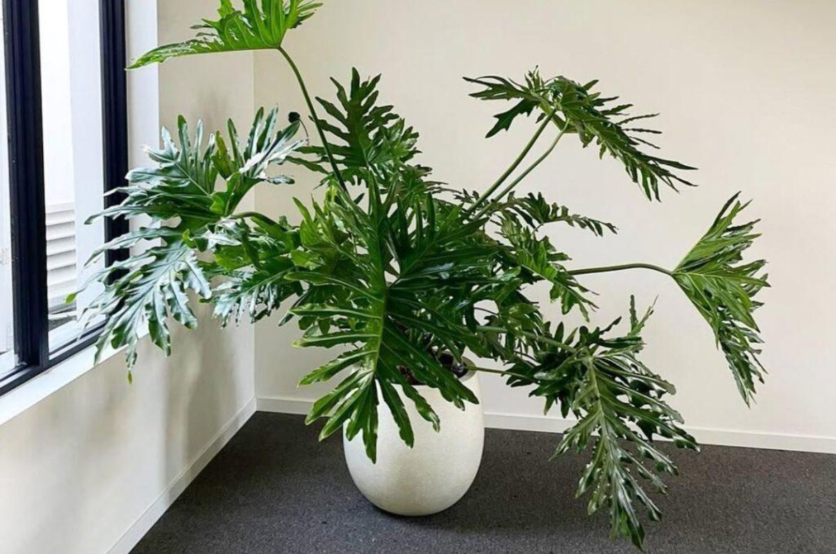 El Philodendron selloum es la planta de interior tendencia