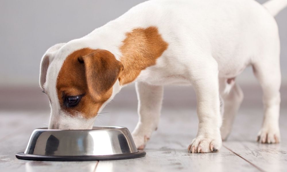 Alimentación perros gusano barrenador