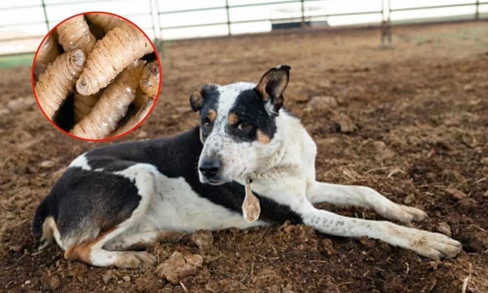 Gusano barrenador perros epidemia