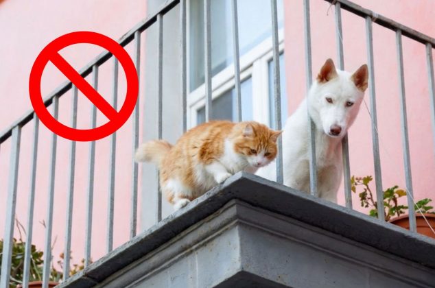 Nueva ley prohíbe dejar a perros y gatos en estos lugares de tu casa: ¿En qué zonas aplica y de cuánto es la multa?