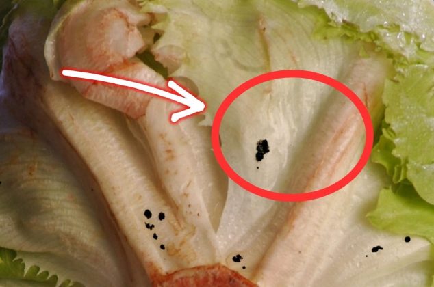 Si compraste una lechuga con estas manchas, puede dañar tu salud y NO debes consumirla