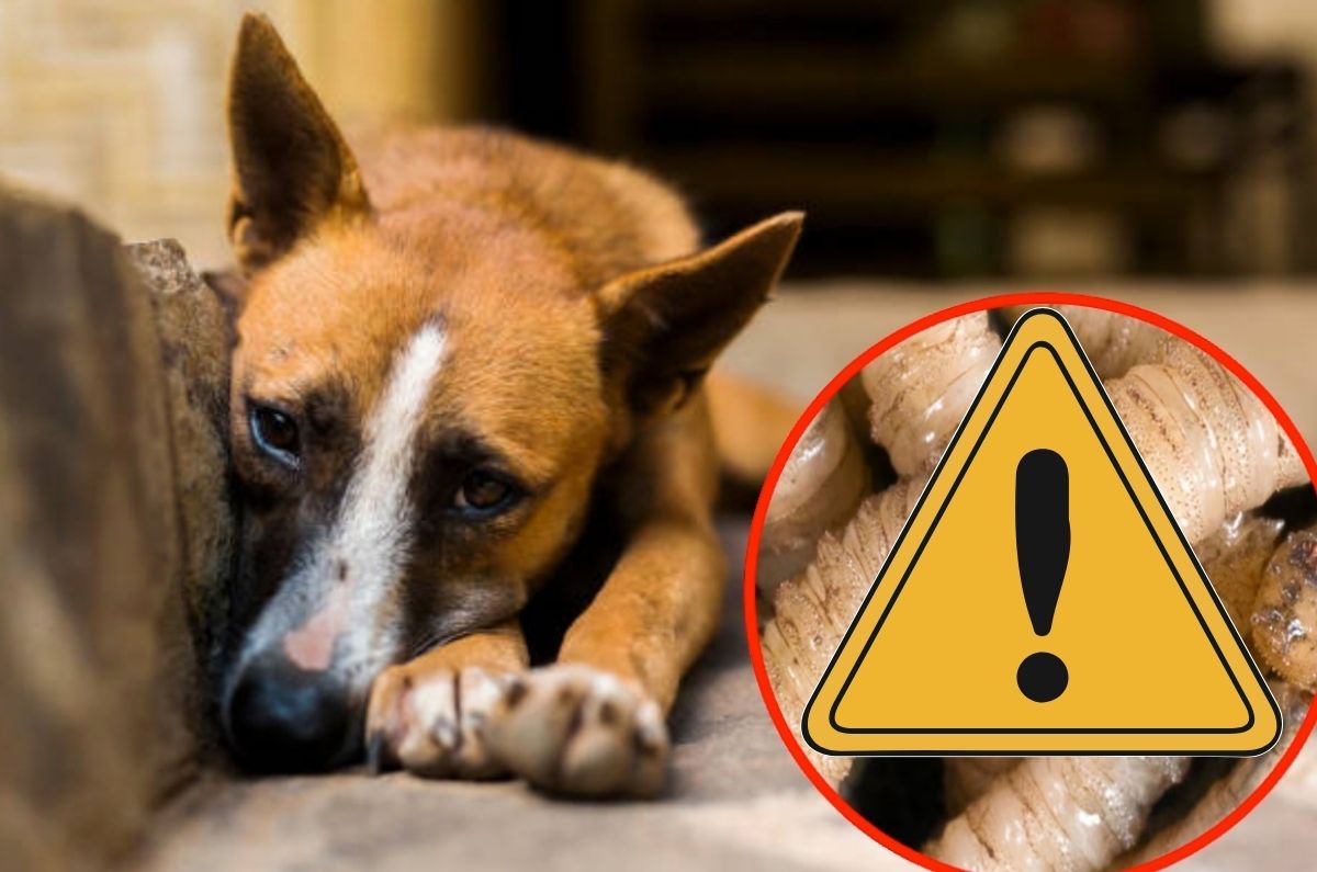 Nueva epidemia que afecta a perros
