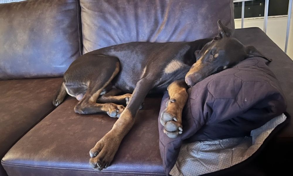 Nuevo pago obligatorio para perros en casa 2026