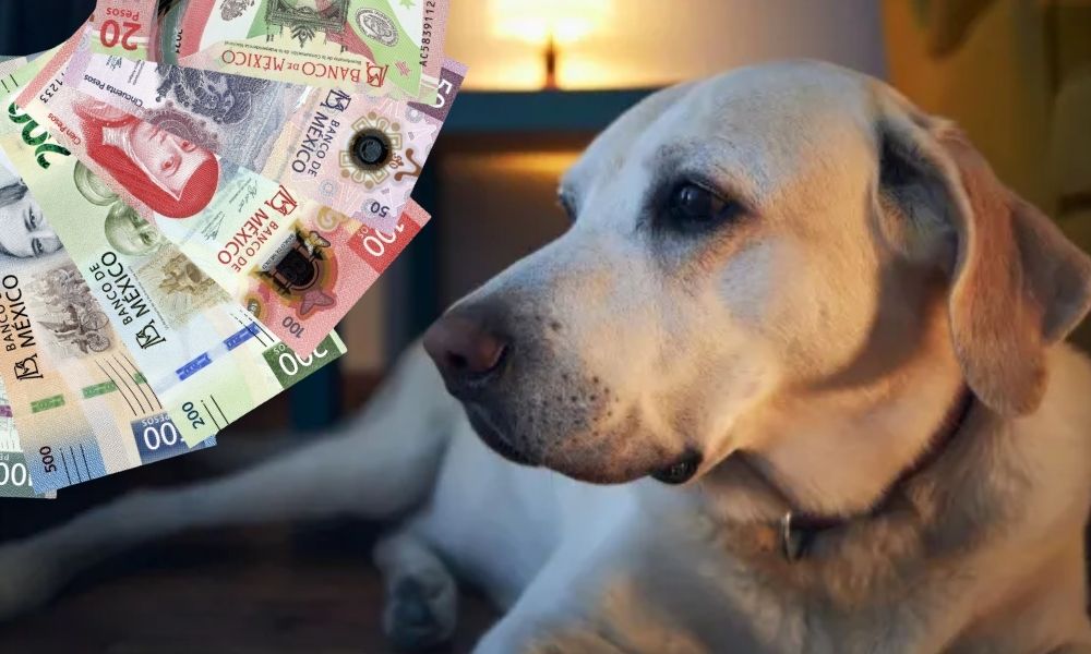 Nuevo requisito 2026 perro en casa