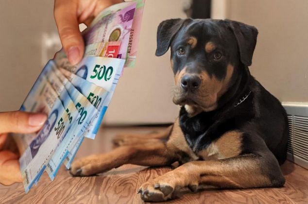 El Gobierno anunció un nuevo pago obligatorio para tener perro en casa y en estos casos podría aplicar