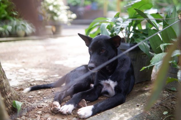 Descubre cómo eliminar el olor a perro en tu patio con 3 remedios caseros
