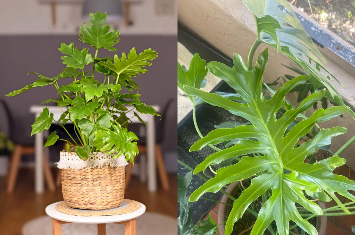 adiós lengua de suegra