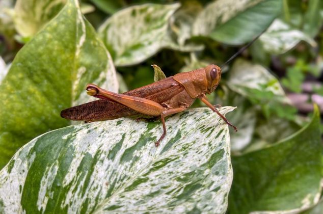 ¿Chapulines en casa? Descubre el sorprendente significado que pocos conocen