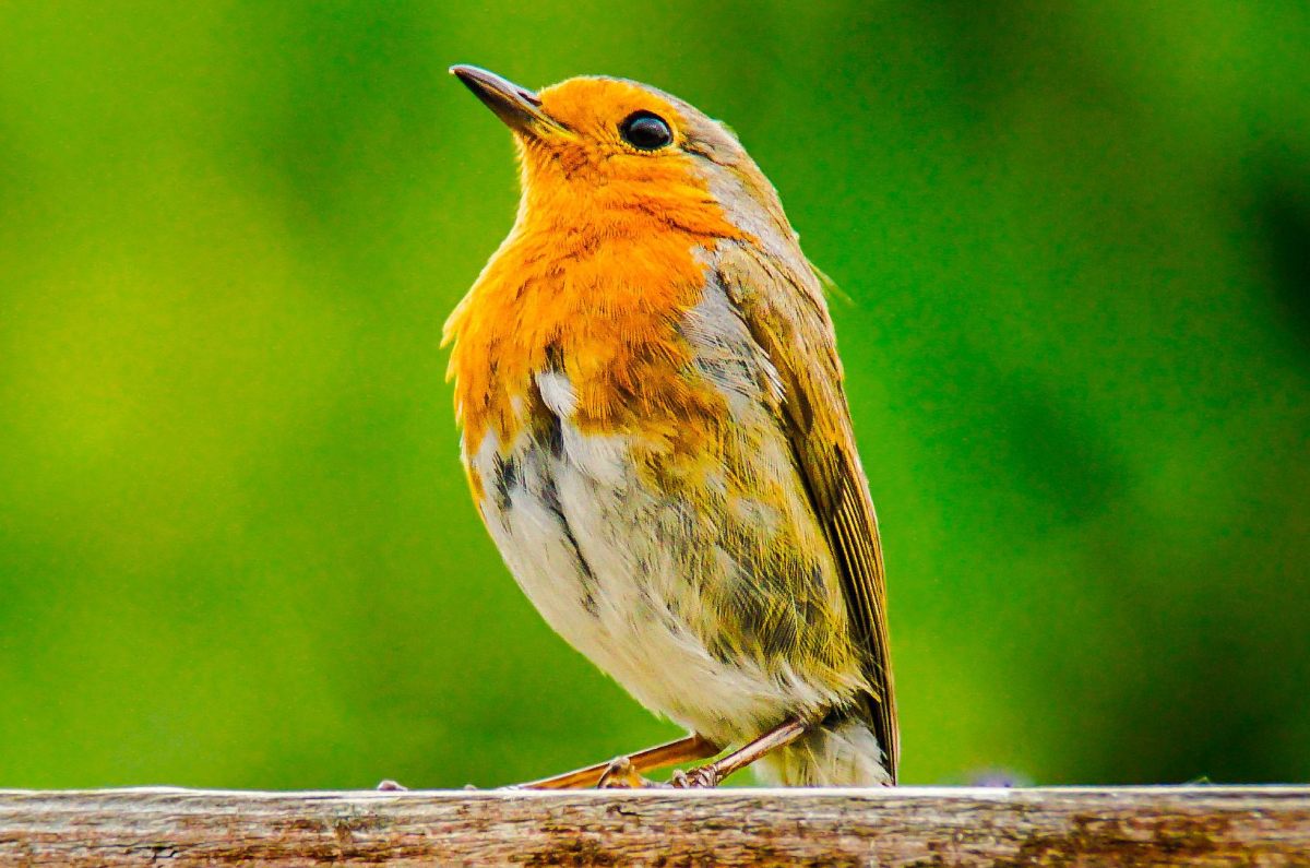 significado de que las aves canten cerca de tu casa