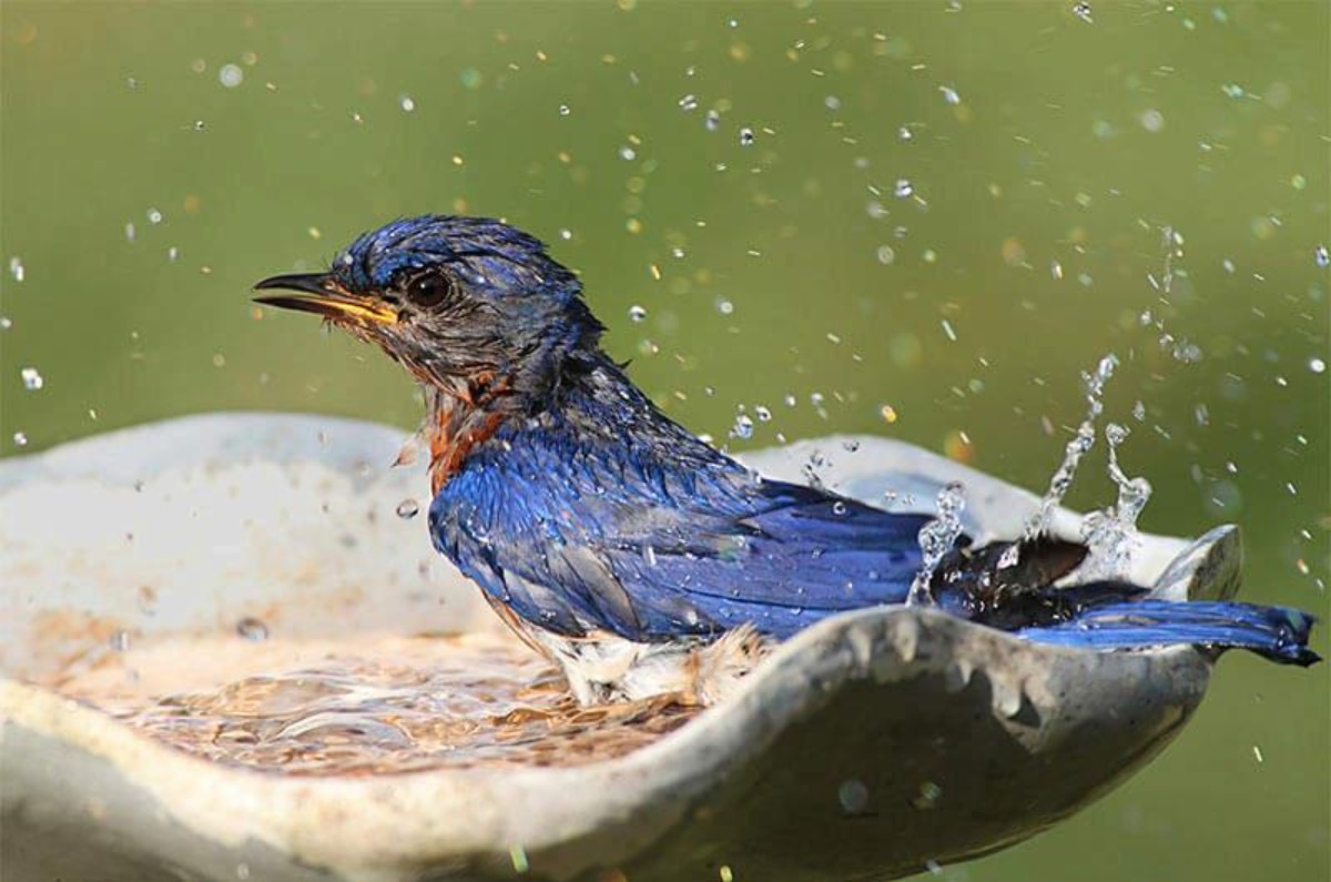 significado de que las aves canten cerca de tu casa