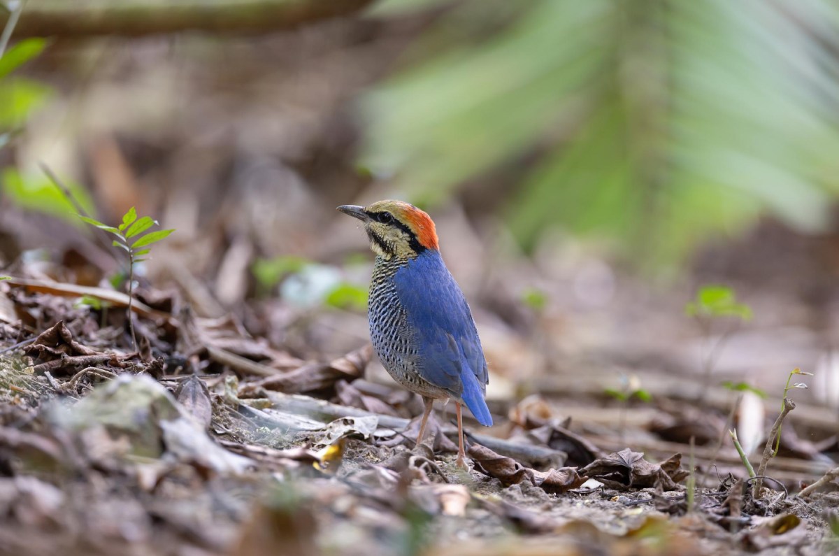 significado de que las aves canten cerca de tu casa