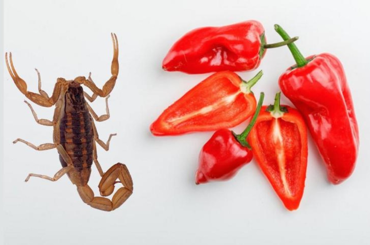 el chile habanero es antibiótico para enfermedades