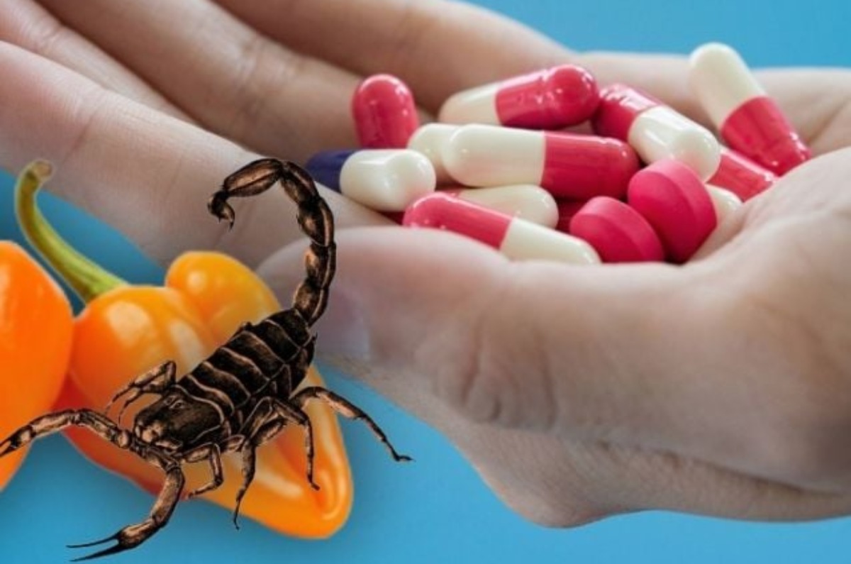 UNAM descubre que el chile habanero es un antibiótico bueno para piquetes de alacranes