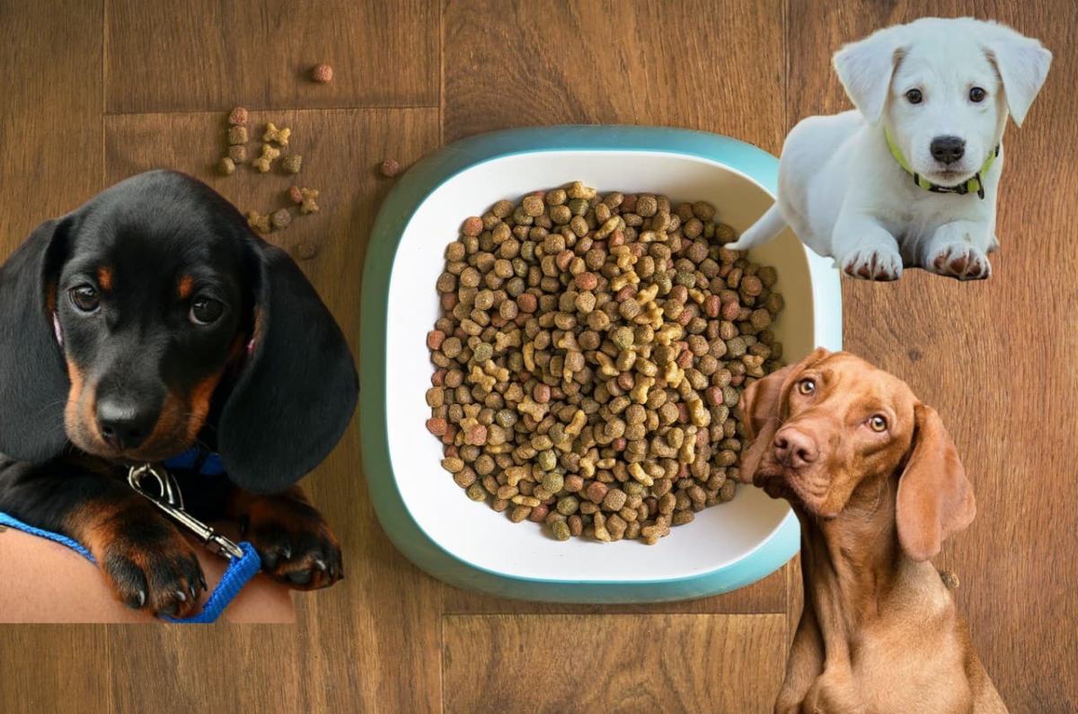 mejor marca de croquetas para perro 