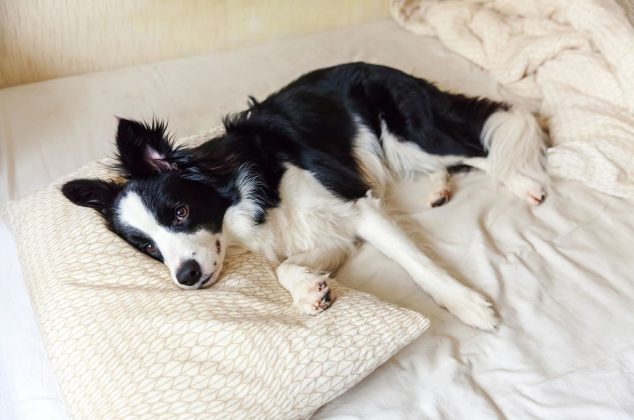 4 formas efectivas de eliminar el pelo de perro de la cama que sí funcionan