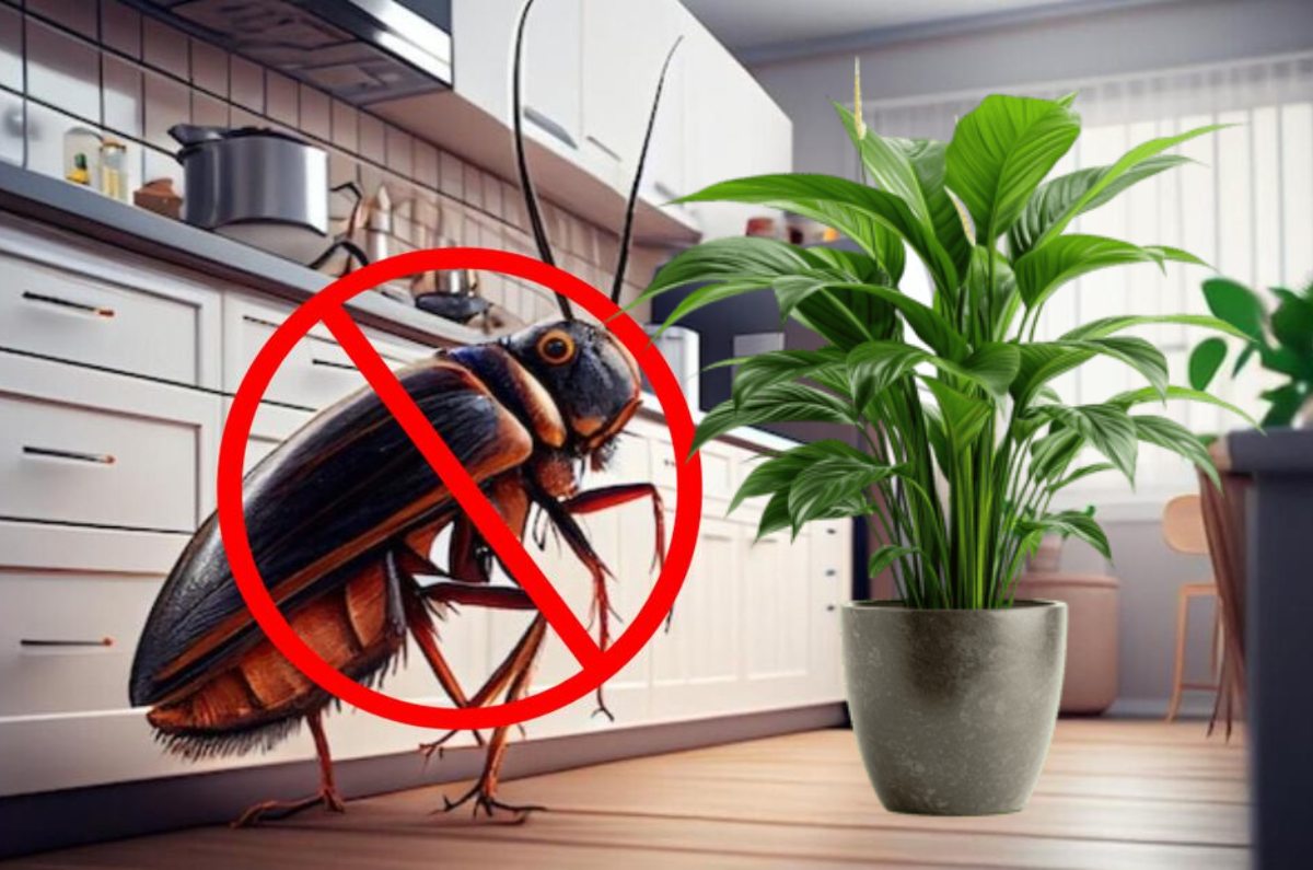 Estas 3 plantas podrían ayudarte a mantener las cucarachas lejos de casa y además huelen delicioso