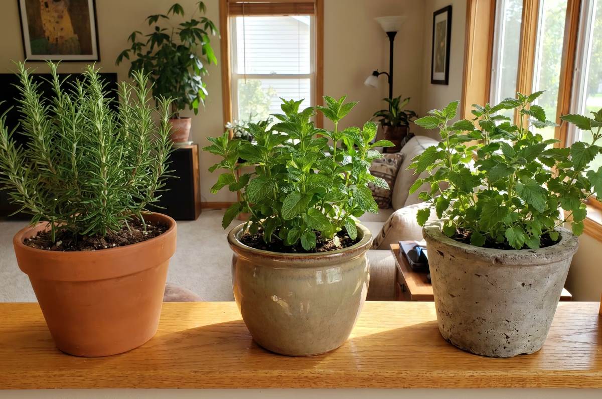 plantas que alejan cucarachas de la casa