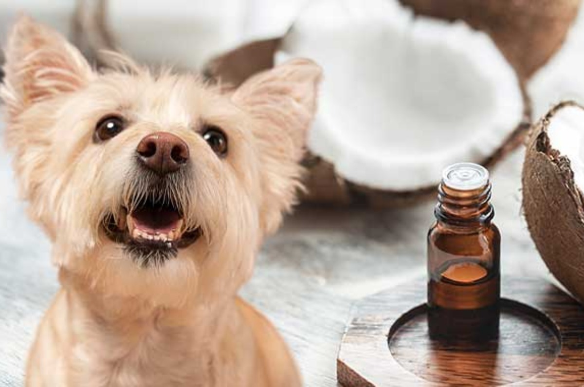 Muchos dueños de mascotas ya usan aceite de coco: estas son las razones