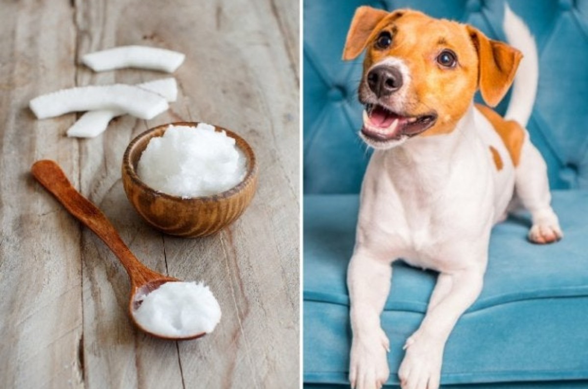 Aceite de coco para mascotas: beneficios que ayudarán a cuidar su piel y pelaje