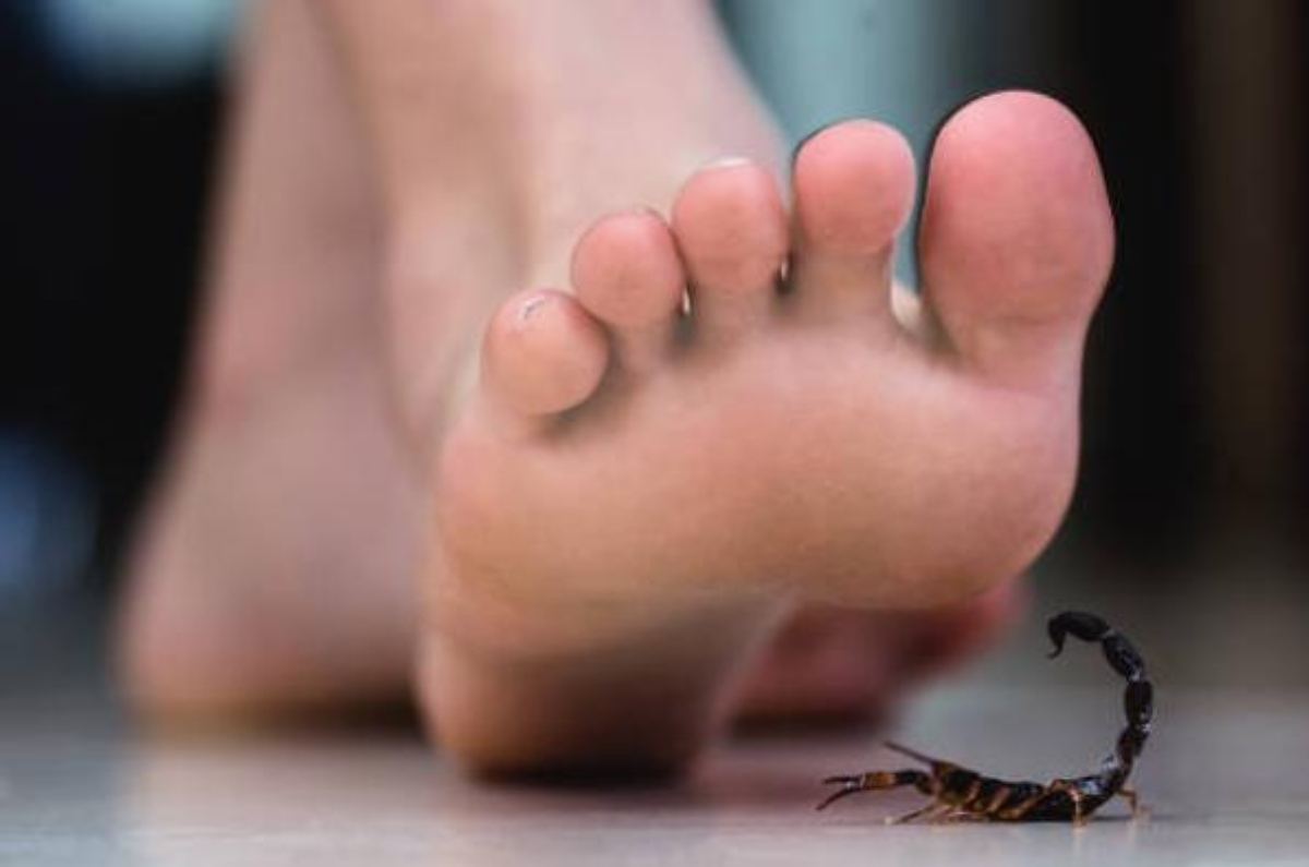 zonas con más alacranes en CDMX