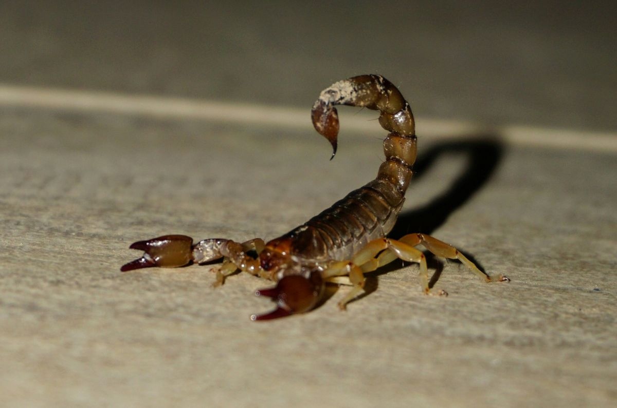 alacranes en CDMX