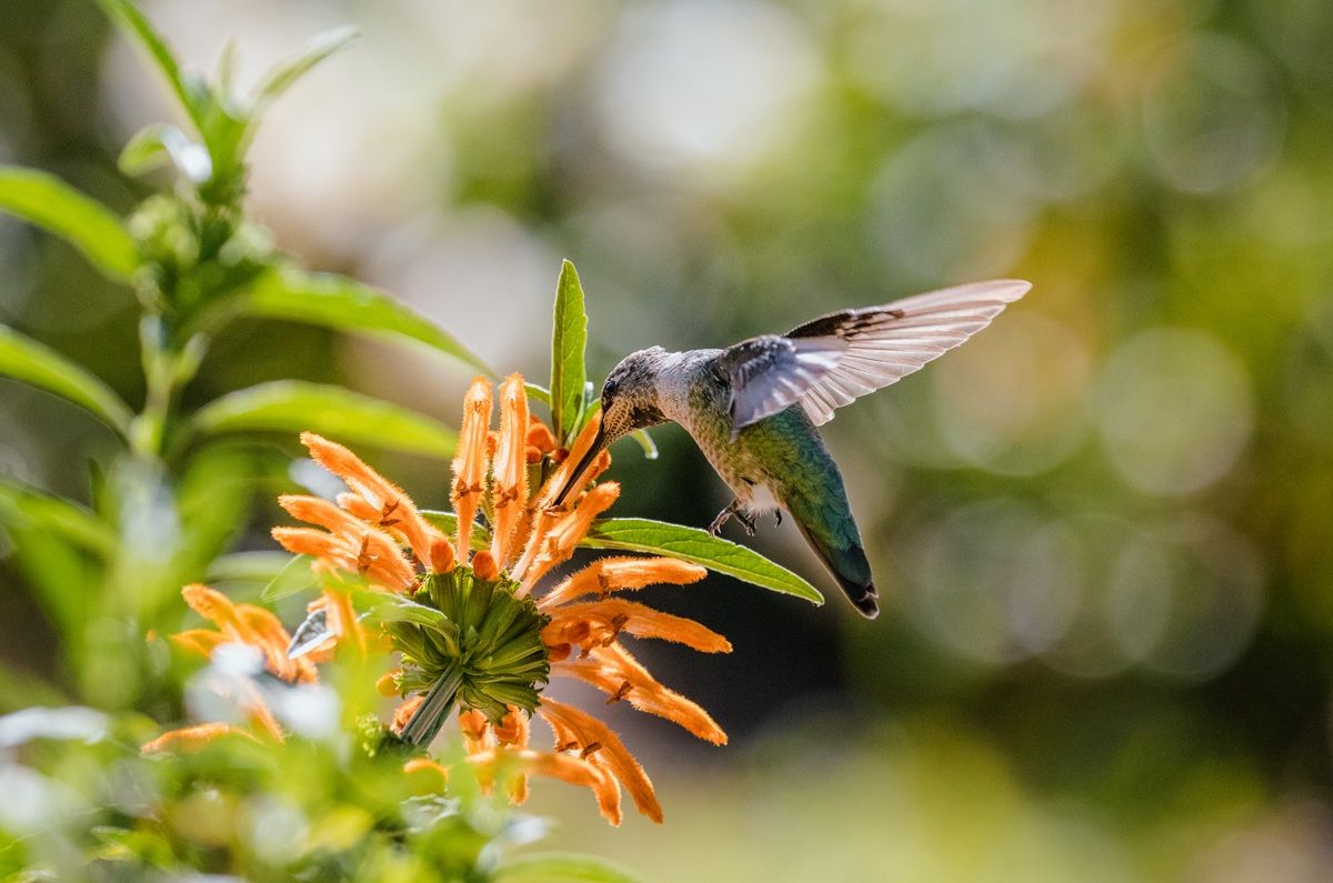 Los mejores árboles para atraer colibríes y mariposas