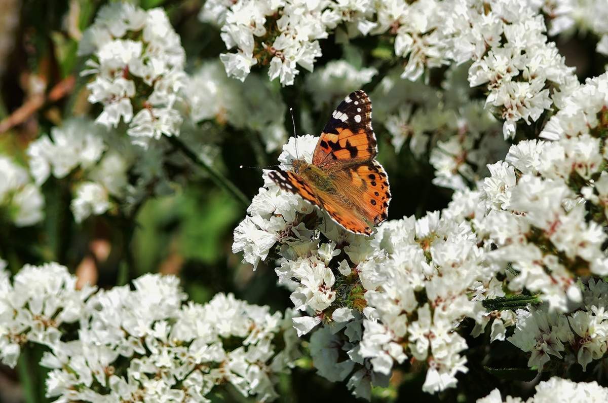 5 árboles ideales para colibríes y mariposas