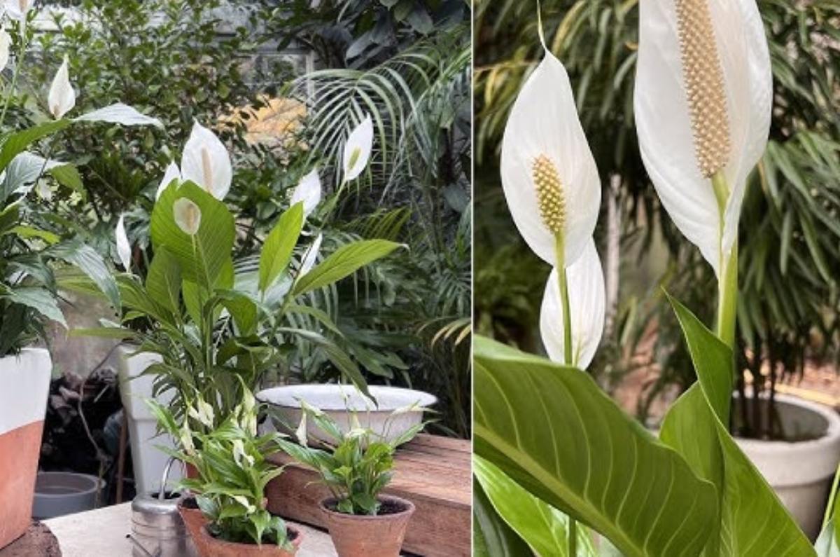 cómo florecer una cuna de Moisés 