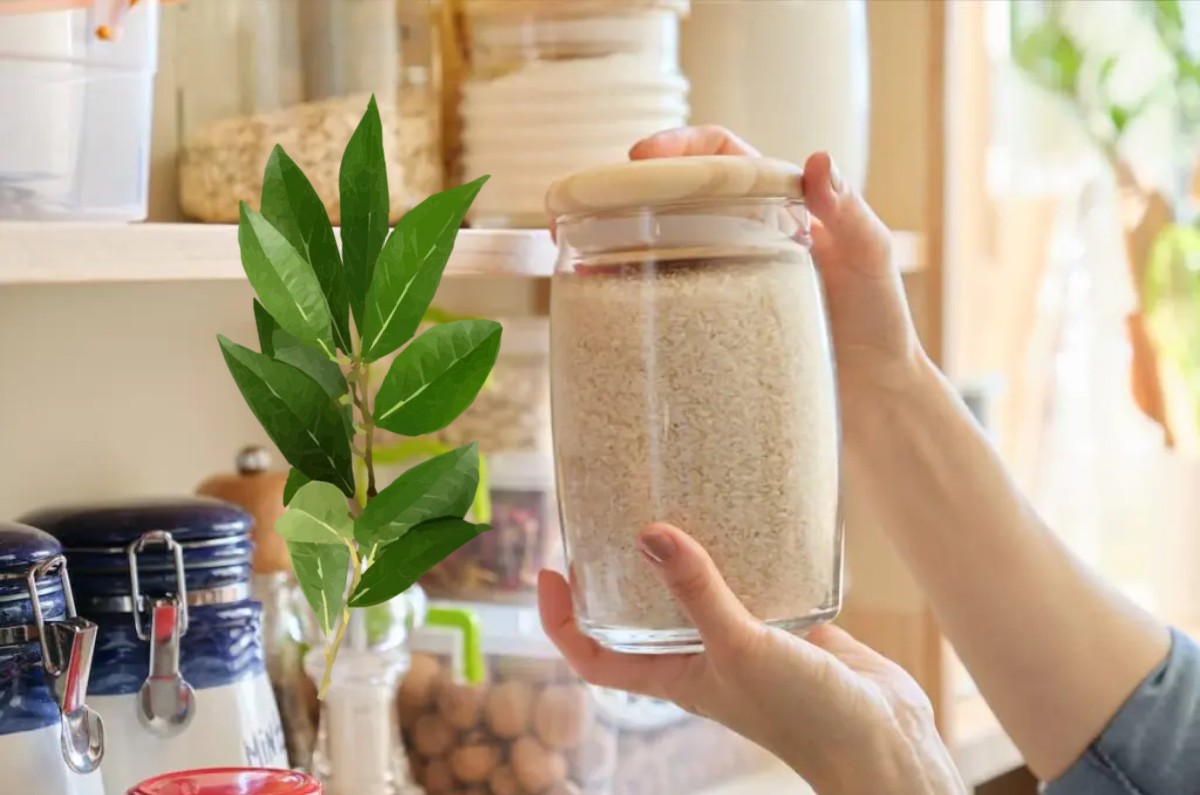 Cómo guardar el arroz para evitar gorgojos: el truco de las hojas de laurel