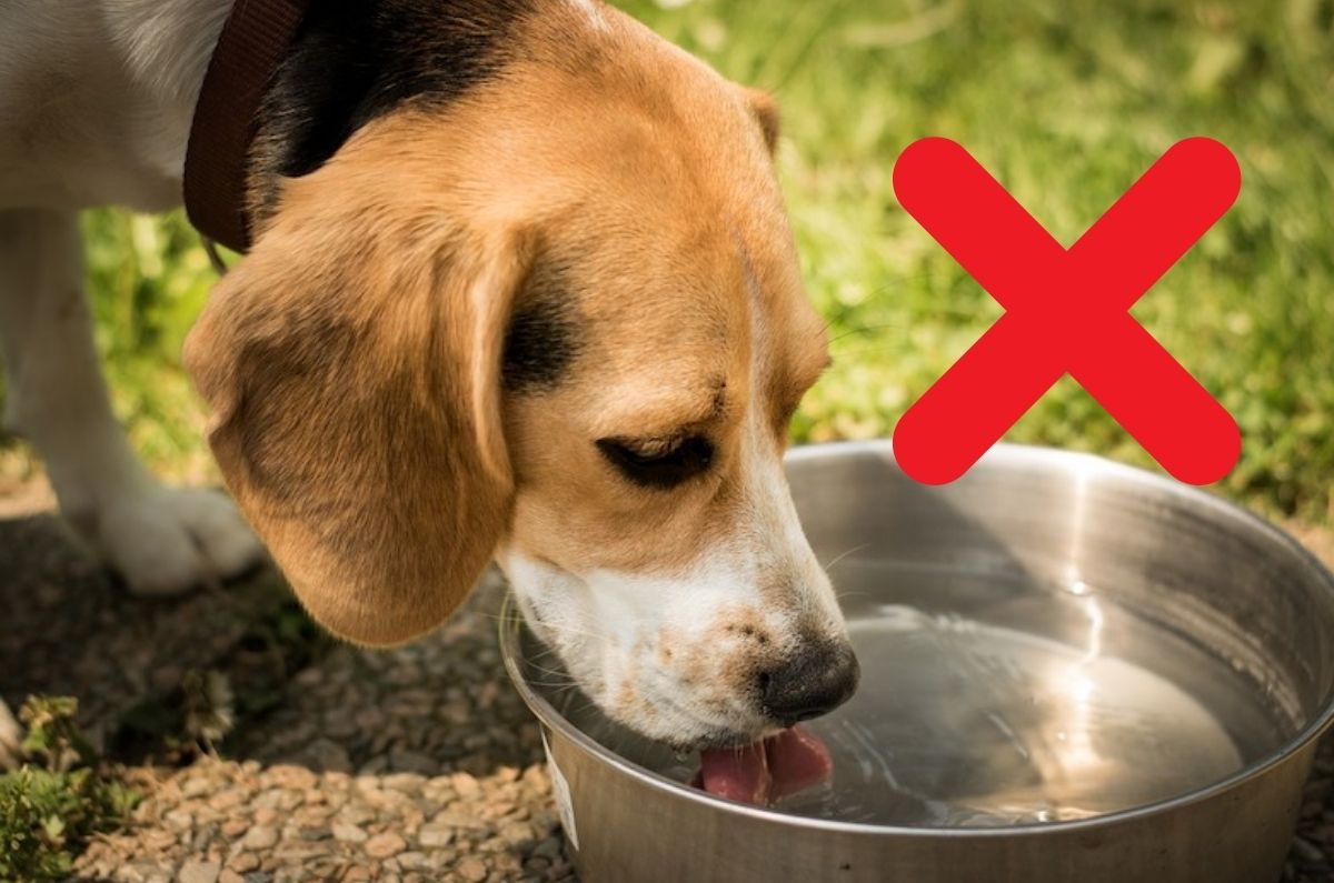 3 tipos de agua que NO debes darle de tomar a tu perro y los riesgos de hacerlo